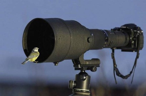 animales-camara (11)