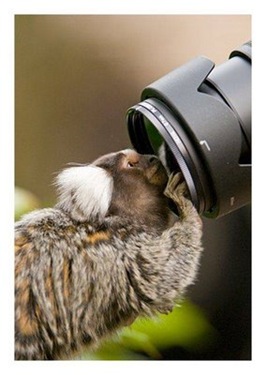 animales-camara (9)