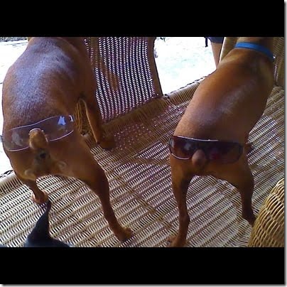 sunglasses_dog_butt_L4_0022_Layer_3_full