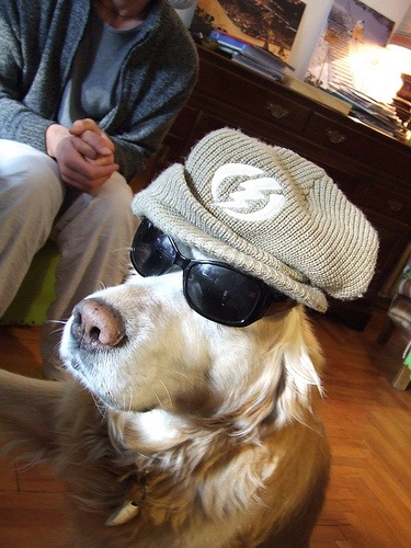 [dog_hat_and_sunglasses[2].jpg]