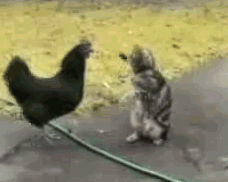 gato