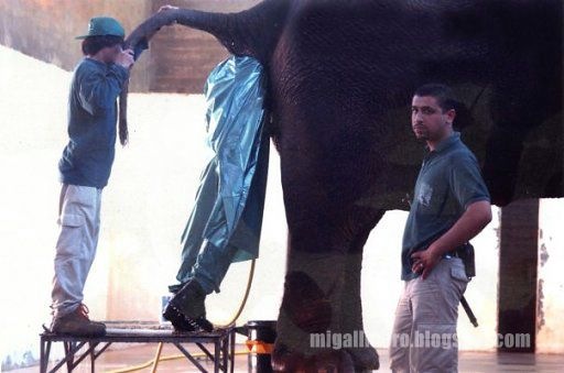gallinero - image00353