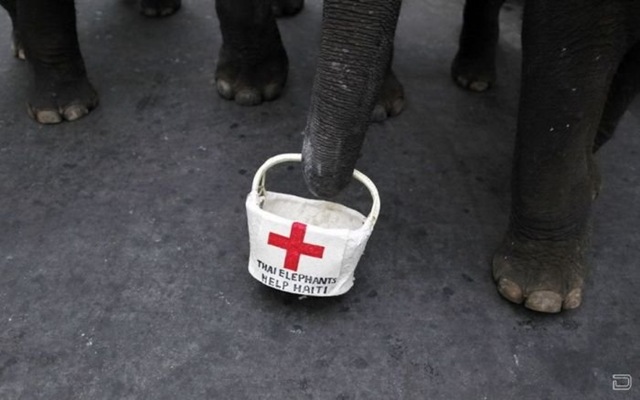 [1264393842_elephants_help_032.jpg]