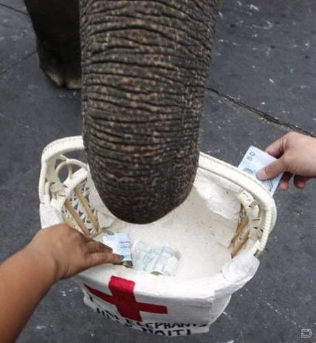 1264393862_elephants_help_04(1)