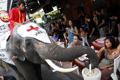 1264393864_elephants_help_01