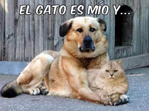 gato