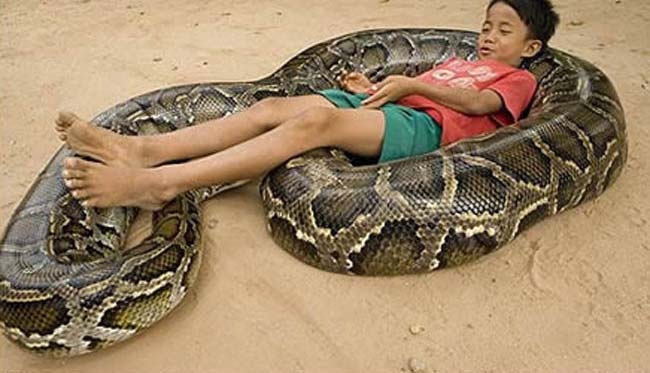 Foto de una serpiente enrollada que le sirve de cuna a un niño. Foto de una serpiente enrollada que le sirve de cuna a un niño.