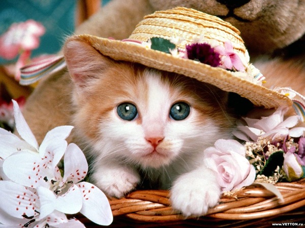 [1z - gatos divertidos (9)[2].jpg]