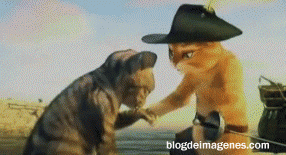 gato de shek 3