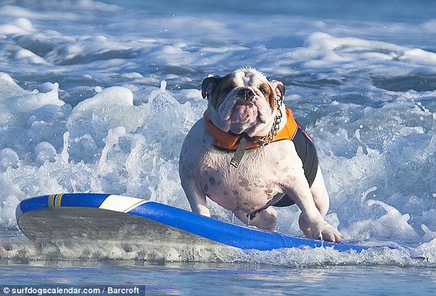 perros surf (2)