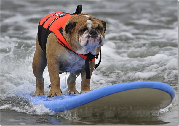 perros surf migallinero (2)