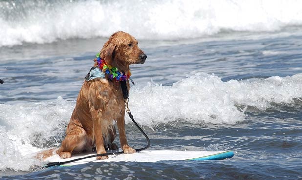 [perros surf migallinero (5)[2].jpg]