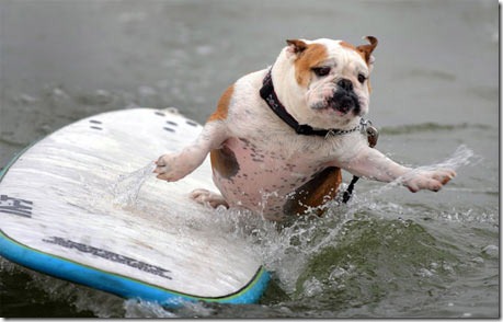 perros surf migallinero (3)