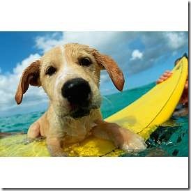 perros surf migallinero (4)