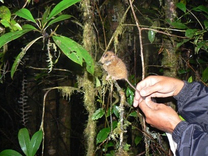 [081118-pygmy-tarsier-02[2].jpg]