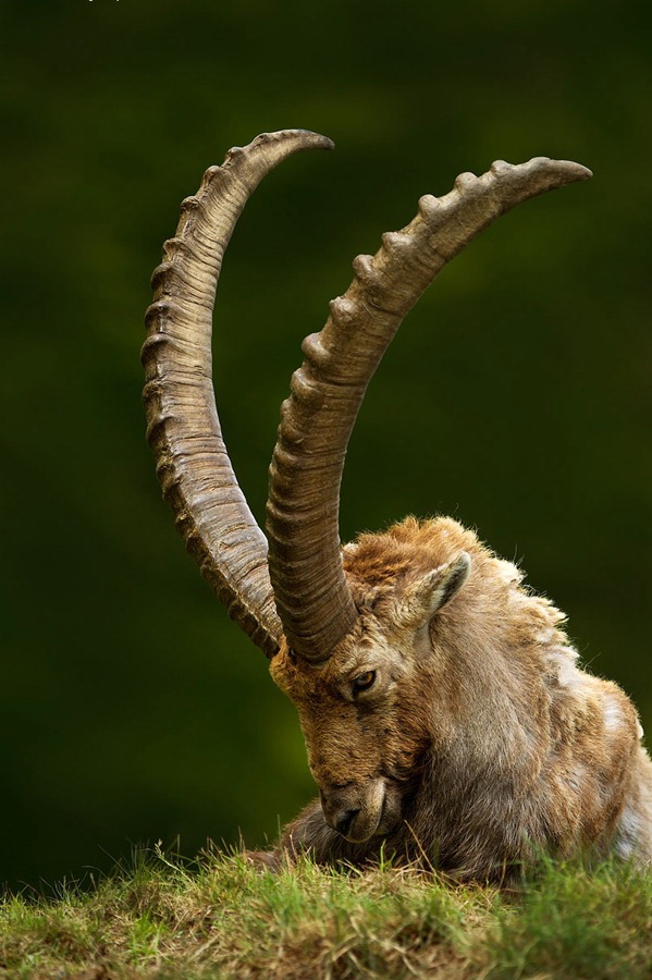 [animales divertidos migallinero (3)[17].jpg]