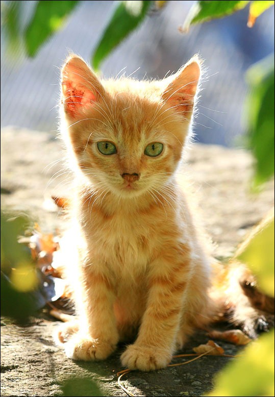 [animales divertidos migallinero (7)[8].jpg]