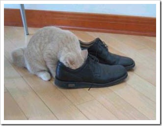 gato asfixiado migallinero (5)