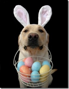 perros pascua (19)
