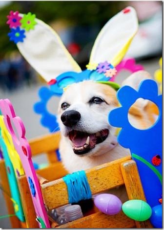 perros pascua (21)
