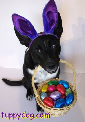 [perros pascua (22)[3].jpg]