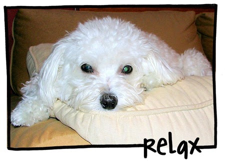 Bright Hope Dog Training Bright Hope Dog Training