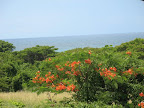 Ocean view