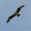 IMG_4829.JPG