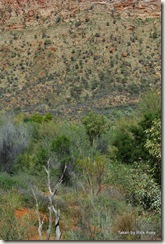 Desert Park at Alice Springs