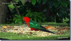 King Parrot IMGP2574