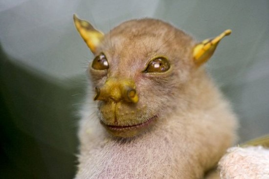 [Picture-of-a-tube-nosed-fruit-bat-found-in-Papua-New-Guinea-550x366[3].jpg]