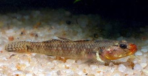 Ctenogobius_cervicosquamus