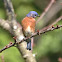 Eastern Bluebird