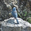 Mexican Jay