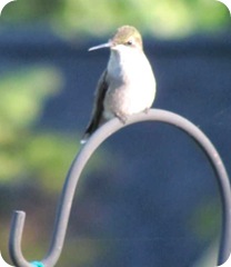 hummingbird 10