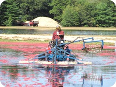 bog wet picking blaine