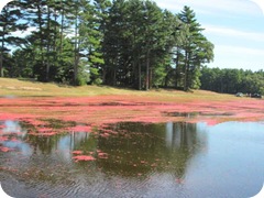 bog sea of red4 bog sea of red4