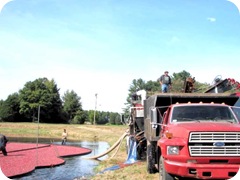 bog suctioning the berries to truck1 bog suctioning the berries to truck1
