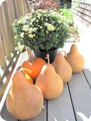 gourds big ones from ca