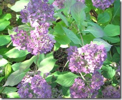 hydrangea late color