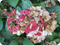 hydrangea late near cellar