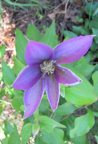 [clematis 10.17.10[3].jpg]