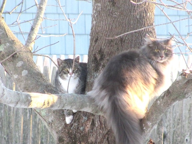 [2.12.11 fluffpuff and stray kitty in tree[4].jpg]