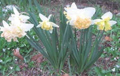 daffodils frilly 3 daffodils frilly 3