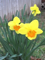 daffodils yellow with orange