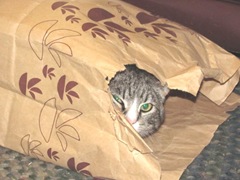 4.30.11 stray kitty in bag