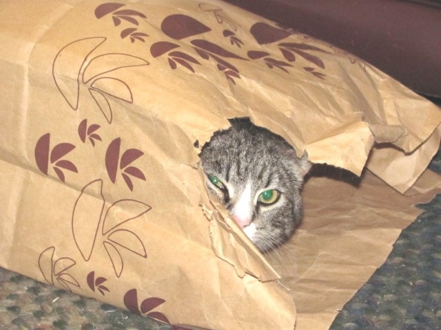 [4.30.11 stray kitty in bag[3].jpg]
