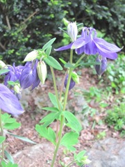 columbine