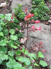 coral bells