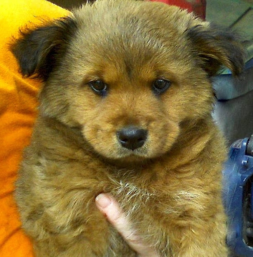 2011 golden retriever mix chow golden retriever mix chow. 2011 golden retriever mix chow